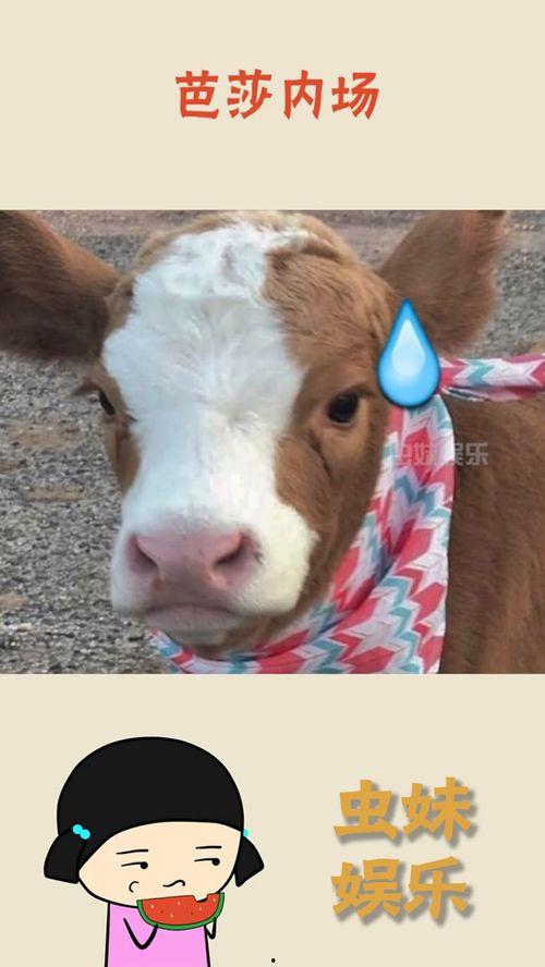 娱乐吃瓜酱文字,吃瓜酱带你领略幕后风云